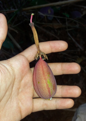 Passiflora longiracemosa