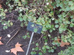 Rhododendron williamsianum