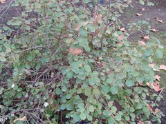 Rhododendron williamsianum