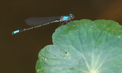 Oxyagrion ablutum