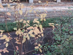 Zenobia pulverulenta