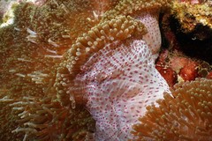 Stichodactyla mertensii