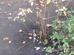 Zenobia pulverulenta