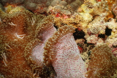 Stichodactyla mertensii