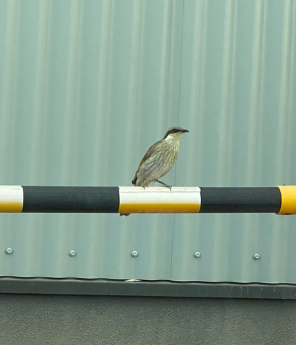 Singing Honeyeater (Gavicalis virescens)