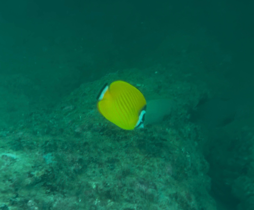 Hong Kong Butterflyfish — seen at this dive site
