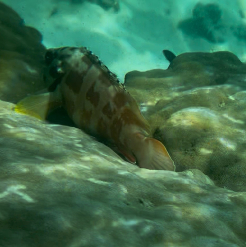 Blacktip Grouper — seen at this dive site