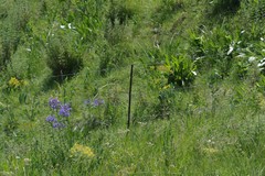 Agapanthus praecox