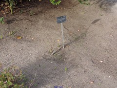 Vella pseudocytisus paui