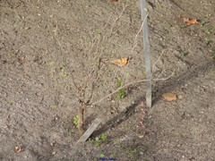 Vella pseudocytisus paui