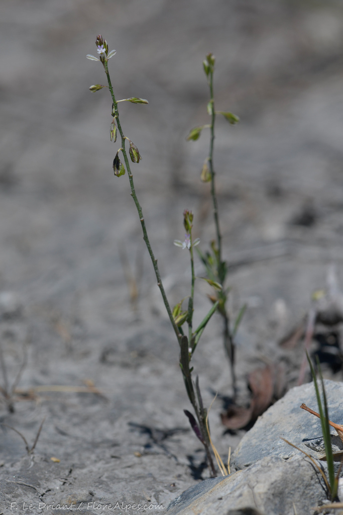 Polygala exilis (Polygala exilis)