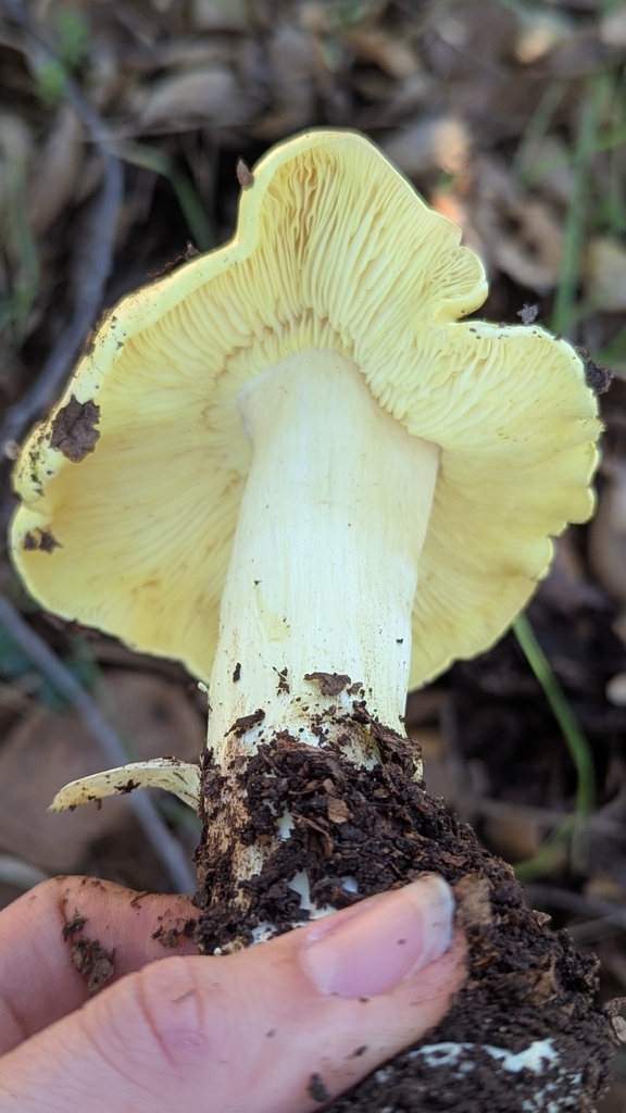 Tricholoma yatesii