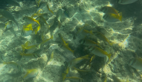 Doublebar Rabbitfish — seen at this dive site
