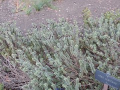 Veronica albicans