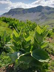 Veratrum album