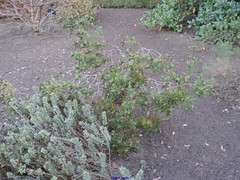 Veronica albicans