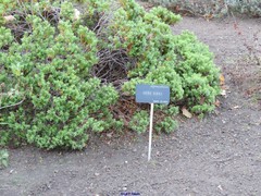 Veronica albicans