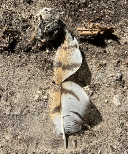 View observation of {o.common_name} on iNaturalist