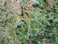 Veronica albicans