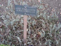 Veronica pimeleoides