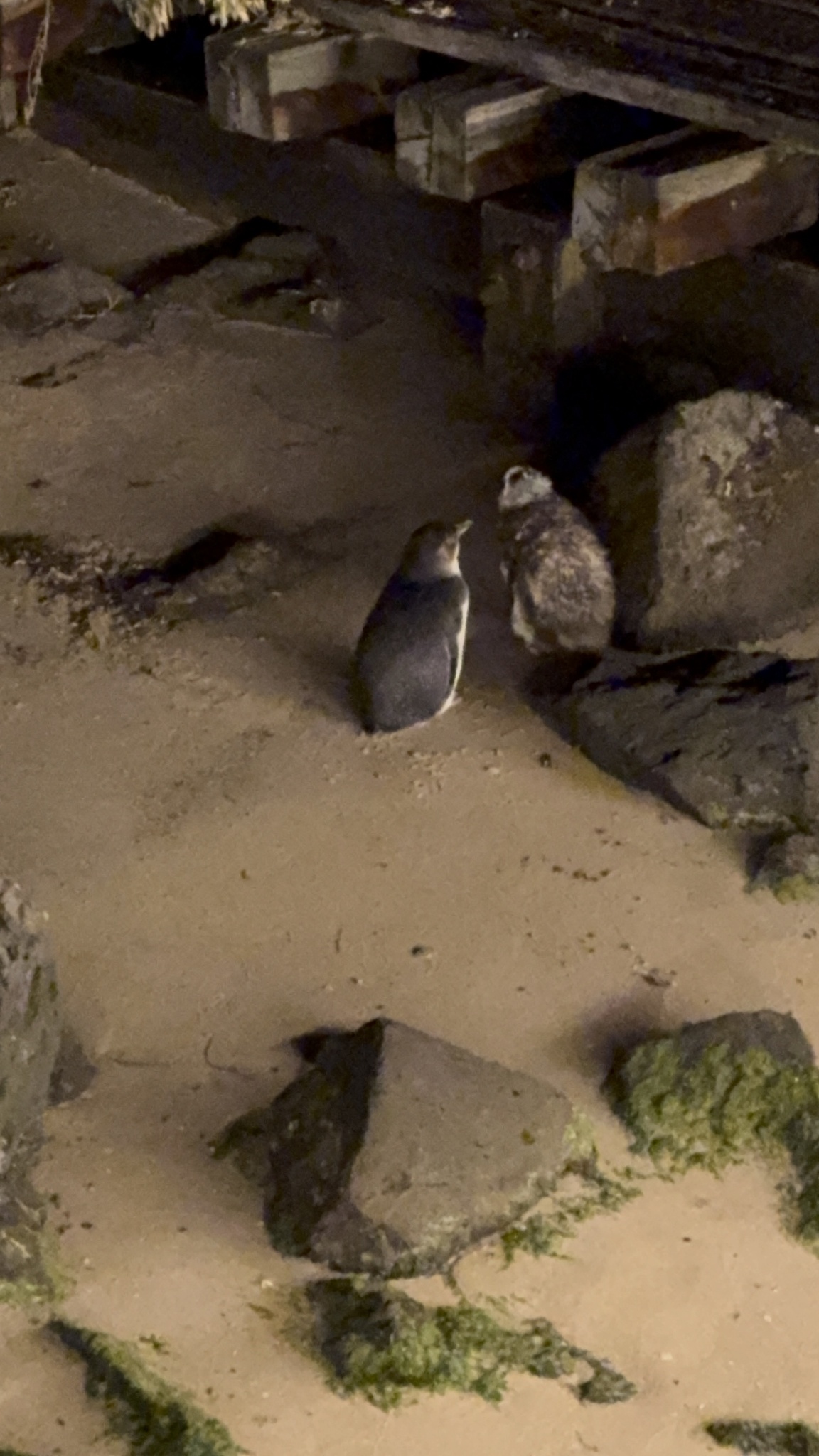 Little Penguin (Eudyptula minor), photo 3