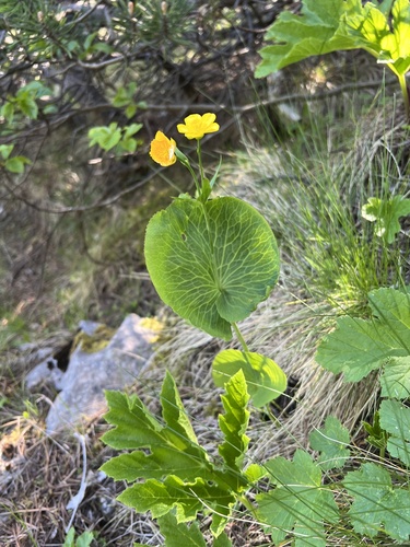 Thora Buttercup (Ranunculus thora)