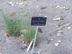 Galium ephedroides