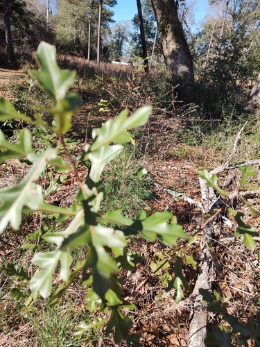 Quercus lyrata
