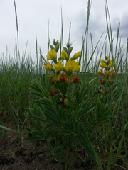 Thermopsis lanceolata