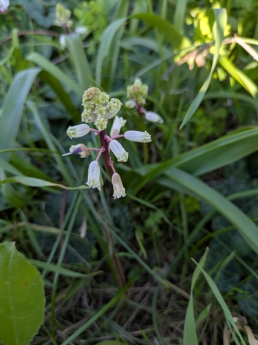Bellevalia flexuosa, photograph 3