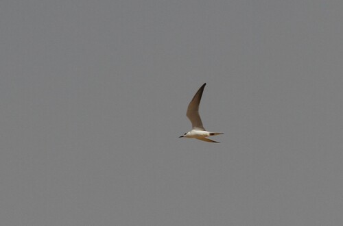 Gull-billed Tern