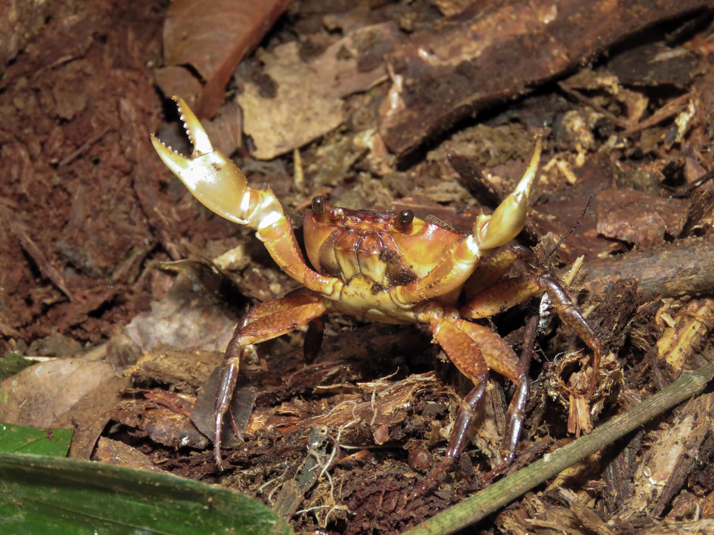 Fredius beccarii