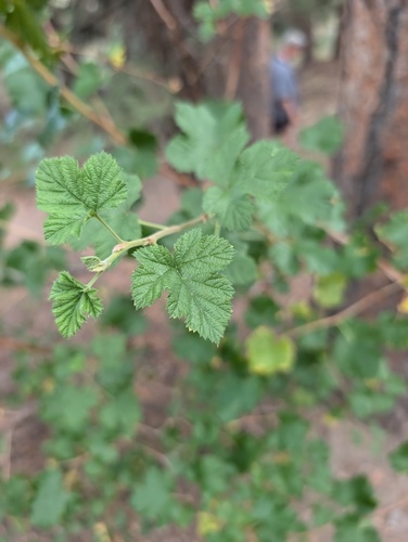 Rocky Mountain raspberry (Rubus deliciosus)