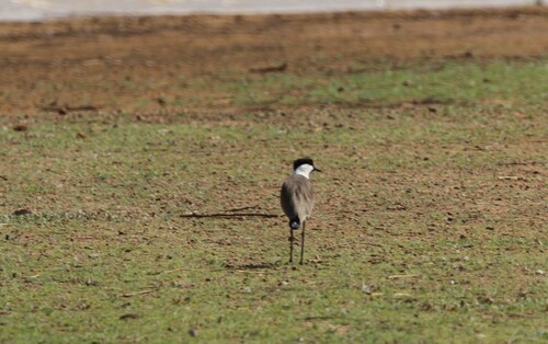 Spur-winged Lapwing (Vanellus spinosus), photo 3