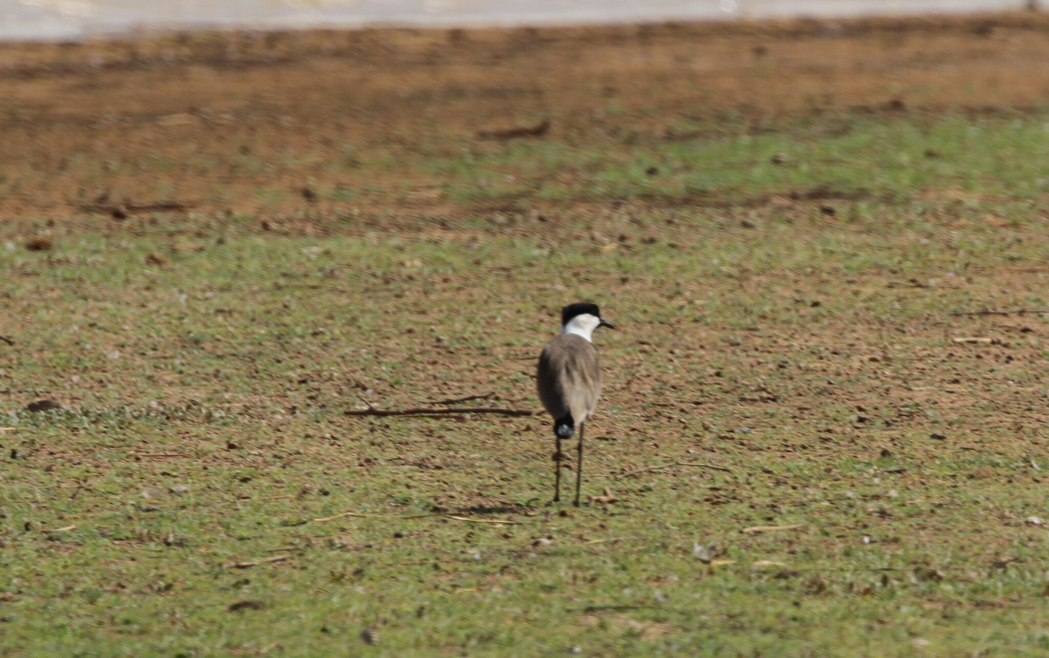 Spur-winged Lapwing (Vanellus spinosus), photo 3
