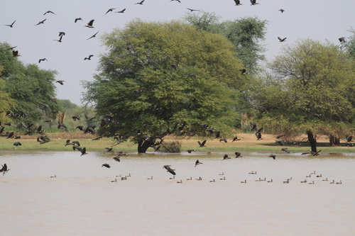 White-faced Whistling-Duck