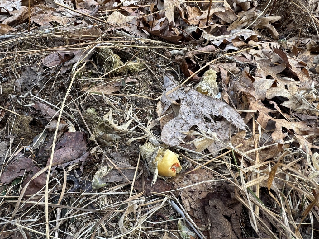 Calostoma lutescens · January 2026 · photo: © siphonophoreslinger (iNaturalist, cc-by)