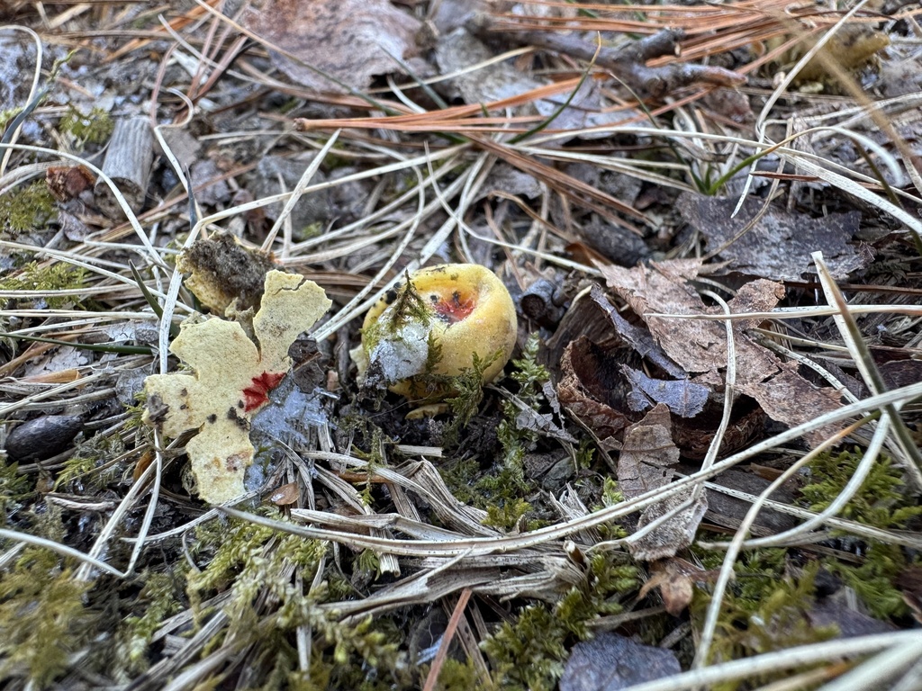 Calostoma lutescens · January 2026 · photo: © siphonophoreslinger (iNaturalist, cc-by)