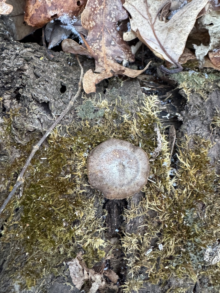 Lentinus brumalis · January 2026 · photo: © siphonophoreslinger (iNaturalist, cc-by)