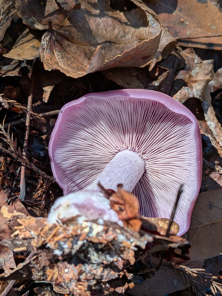 Collybia nuda · January 2026 · photo: © robert_alabama (iNaturalist, cc0)