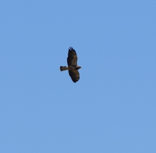 Swainson's Hawk