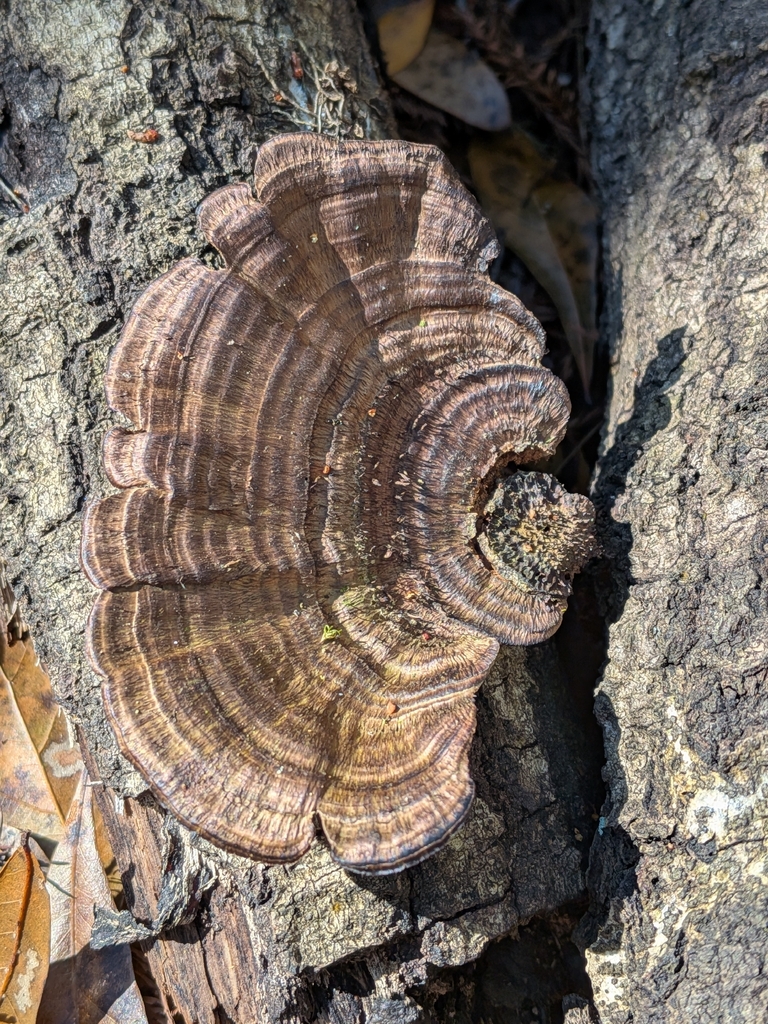 Hexagonia hydnoides · January 2026 · photo: © robert_alabama (iNaturalist, cc0)