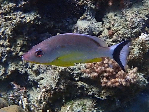 Lunartail snapper (Lutjanus lunulatus) — Lutjanidae