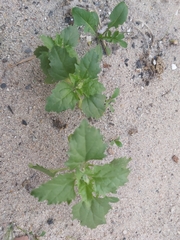 Chenopodiastrum murale