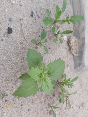 Chenopodiastrum murale