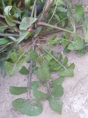 Sonchus oleraceus