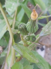 Sonchus oleraceus