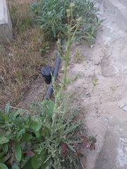 Launaea mucronata