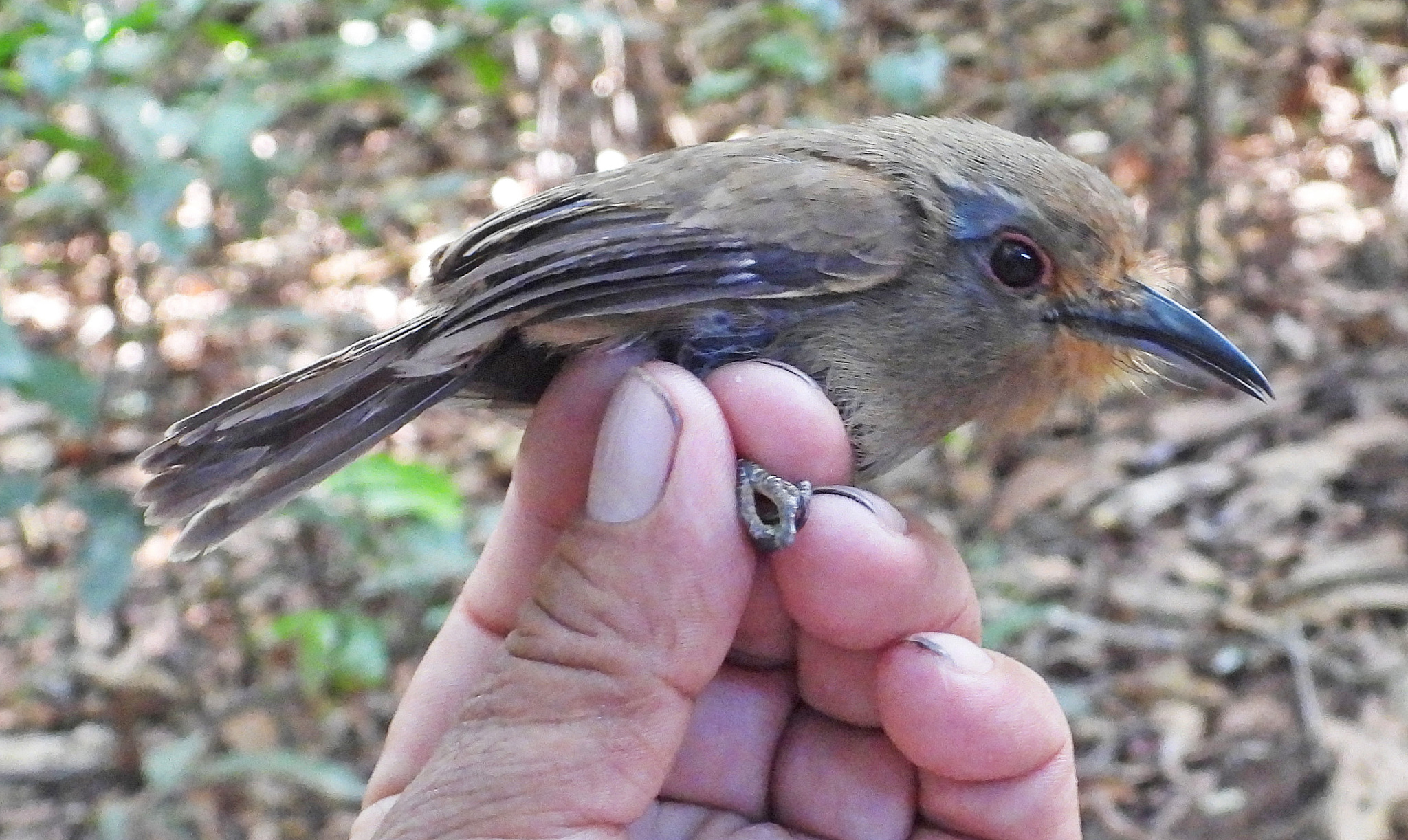 Fulvous-chinned Nunlet (Nonnula sclateri), photo 1
