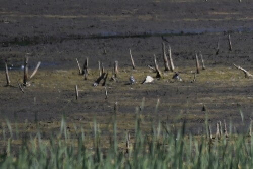 Killdeer photographed in Colorado